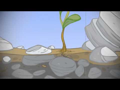 Wild: Stories about Jesus - Mark 4:1-8