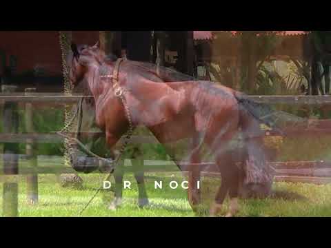 LOTE 21   Verso do Recanto Crioulo