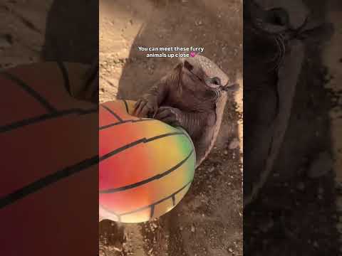 Tag an animal lover! 🐒💗 Get 10% OFF tickets via our link in bio! #LABucketList