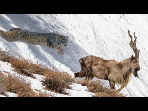 This CAT even attacks MOUNTAIN GOATS! This is how a LYNX lives and hunts in the MOUNTAINS!