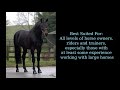 Oldenburg Horse: large yet compact