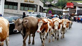 Almabtrieb in Nauders am Reschenpass Tirol Österreich