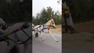 Download lagu Royal Sindhi Horse Power 💪🐎 | Fastest Run Ever #shorts mp3
