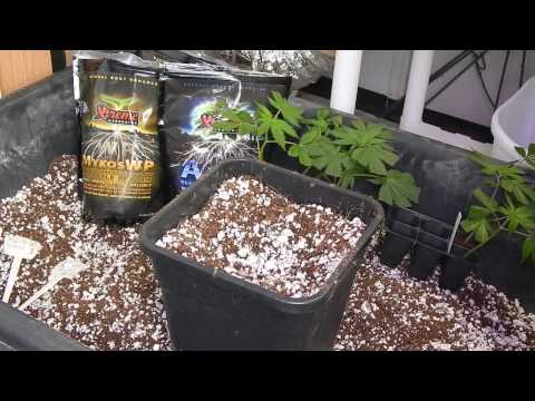 SE-1 The Dank Days of Winter, E-1 Transplanting clones