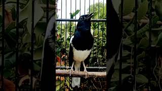 Download lagu PANCINGAN KACER rumahan langsung gacor mp3 Download lagu PANCINGAN KACER rumahan langsung gacor mp3