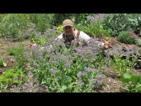 Borage Testudines - Drop Off - Misc Originals
