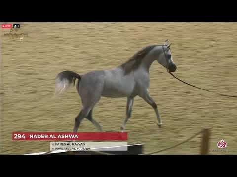 N 294 NADER AL ASHWA   23rd Qatar National Arabian Horse Show   Yearling Colts Class 6B