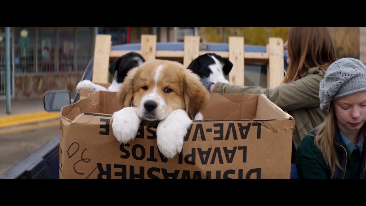 MES VIES DE CHIEN - Bande annonce - VF
