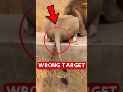 Biggest Animal Mistakes Ever Caught on Camera