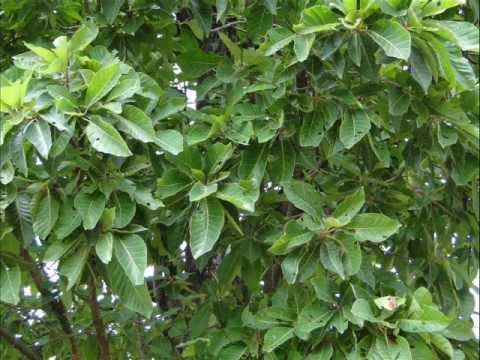 sida cordifolia svorio netekimas prarasti svorio skubiai