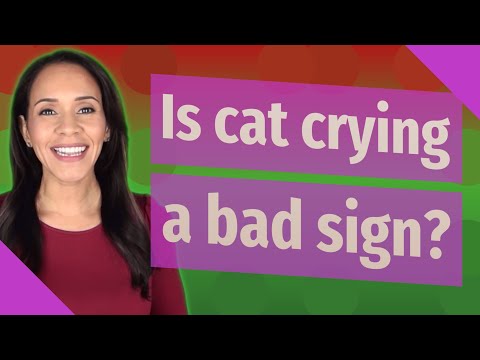 Is cat crying a bad sign?