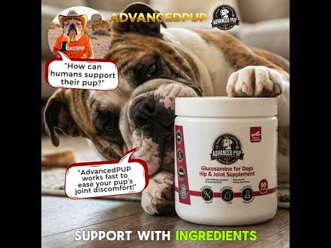 Dog before and after joint supplement transformation