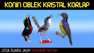 Download lagu MASTER Konin Ciblek Korlap Jeda suara jauh suasana hutan. mp3