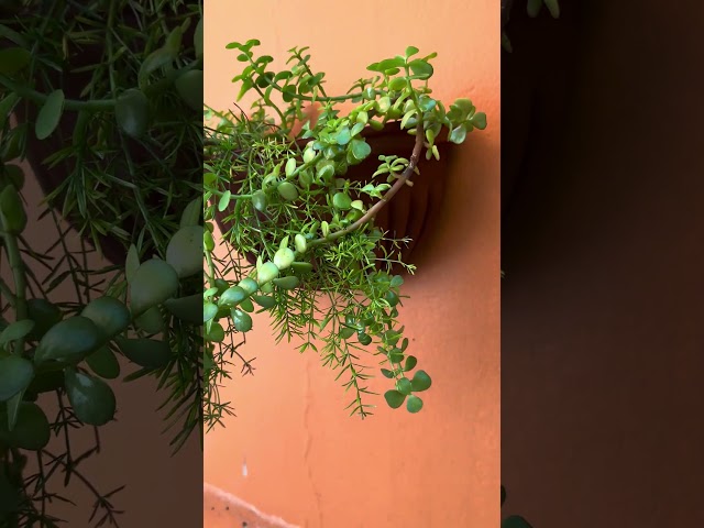دمعة الطفل portulacaria afra