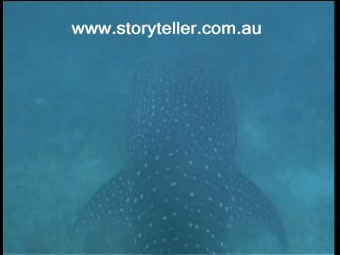 Part 3 - Whale Shark Gypsy of the Deep