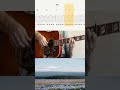 Le Sud _ Nino Ferrer #short  #tabshorts #acousticguitar #guitarcover #guitar #music  #guitarlesson