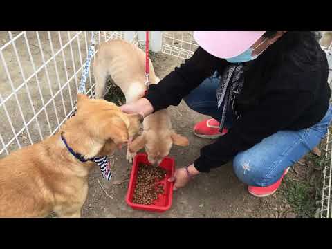 Jamie, an adopted Labrador Retriever & Terrier Mix in San Mateo, CA_image-1