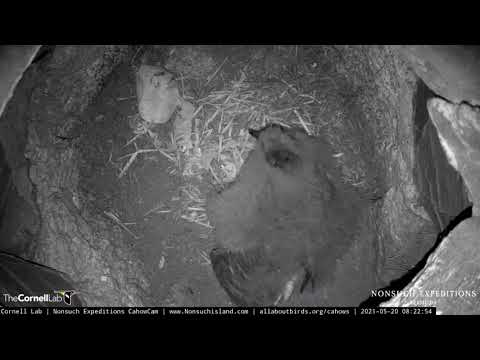 Bermuda Cahow Chick Investigates Nesting Burrow Tunnel For First Time – May 20, 2021