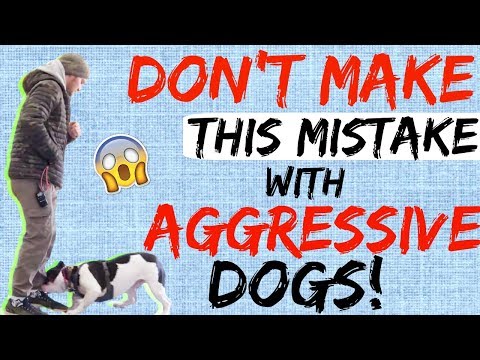 My Dog is Aggressive, What do I do? - How to Handle Aggressive Dog Behavior