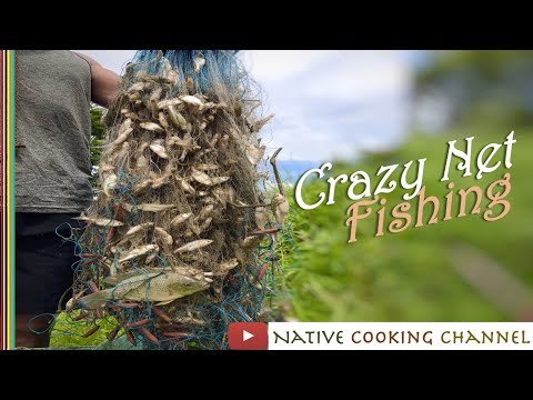 10Kg OF FISH CAUGHT IN A SINGLE NET TRAP IN JUST FEW MINUTES | PLUCKING LOTUS & SEEDS BY BOAT|NATURE