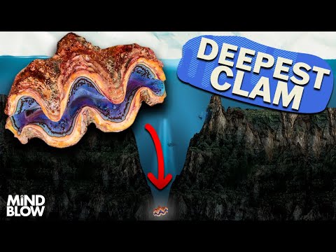 Now HERE'S a Deep Clam - Mind Blow #146