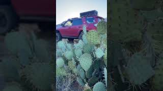 My Annual Migration North Has Begun | Finding Cooler Temps as a Fulltime Nomad #4runner #overlanding