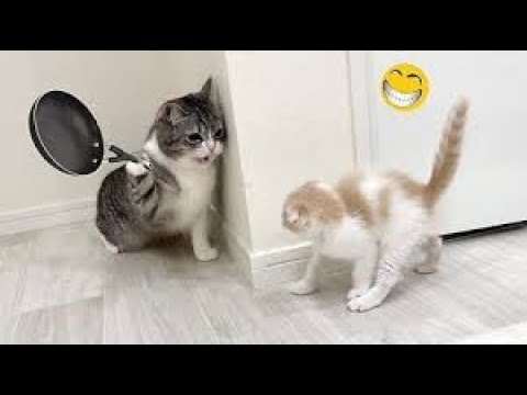10 Minutes of the Funniest Cats😹