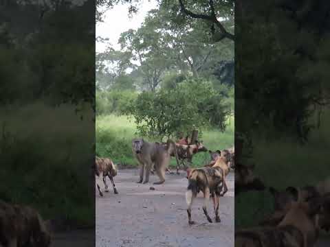 Wild Dogs vs Baboon: The Ultimate Battle #shorts #wildlife