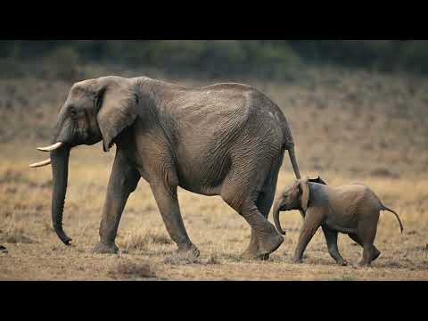 The Spanish Conquest of Atlantis [E4] The Plants & Animals of Atlantis