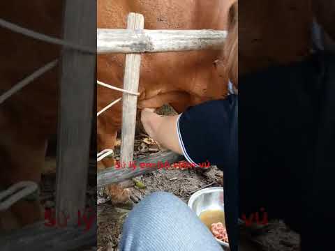 , title : 'Sử lý bò viêm vú tắc tia sữa như thế nào | bsty huyền thu'