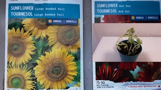 PLANT SUNFLOWER SEEDS IN POT, EASY TO GROW