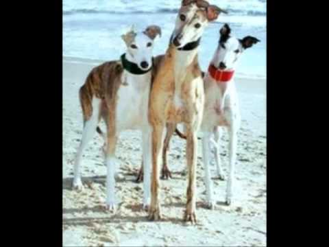 Evento Galgos Rock 2013