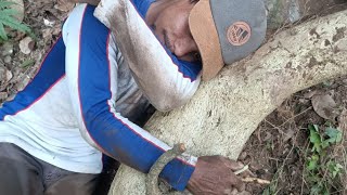 Download lagu Cara Menanam Dongkelan Serut Biar Cepat Tumbuh Tunas | Bonsai Serut Dongkelan mp3