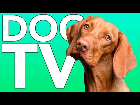 EXTRA LONG DOG TV! Fun Entertainment for Dogs with ASMR Music!