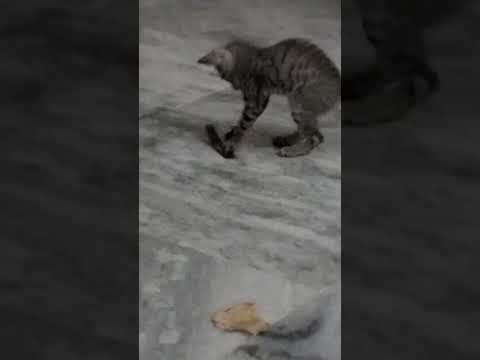 cat with time pass 2024 bhuj chintan