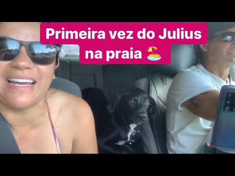 Praia para cachorro  Ele tomou banho no mar