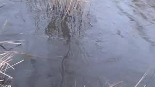 Mark Knopfler &amp; Emmylou Harris, 3 times, Lost On The River