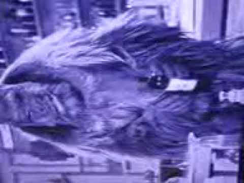 The Three Stooges: SHORT # 89 A BIRD IN THE HEAD!!! drinking medicine