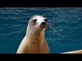 Learn About California Sea Lions Barking - Sounds Of The Aquarium