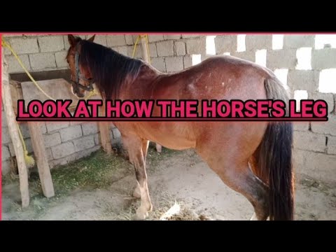 This Horse Has Everyone Talking The Most Confusing Horse You’ll Ever See