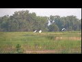 Great Egret And Great Blue Heron Fly