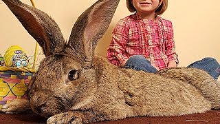 THE BIGGEST ANIMALS IN THE WORLD