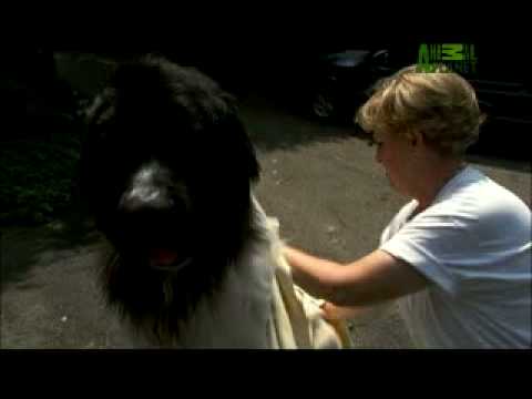 Dogs 101: Newfoundland