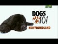 Landseer Tipo Europeo Continental - Dogs 101: Newfoundland