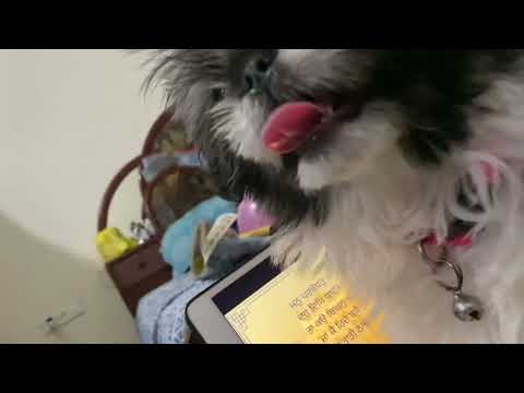First vedio of My Shitzu (khushi)🥰🥰