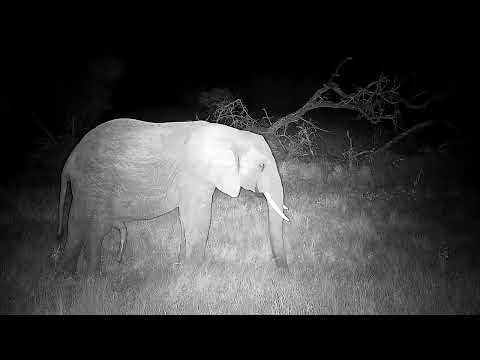 Djuma: Lone Elephant bull drinks at pan and feeds close by the cam tree - 01:17 - 04/30/2022