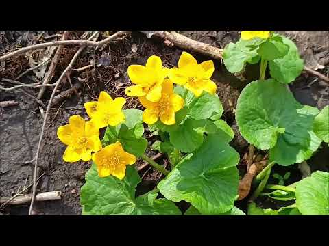 Gyalui havasok, Meleg- Szamos, Kőrtúra Rusesti faluból 30.03.2023