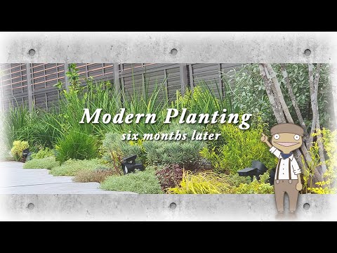 jardin moderne -parterres-surélevés-béton-lavande-olivier-graminées-ornement