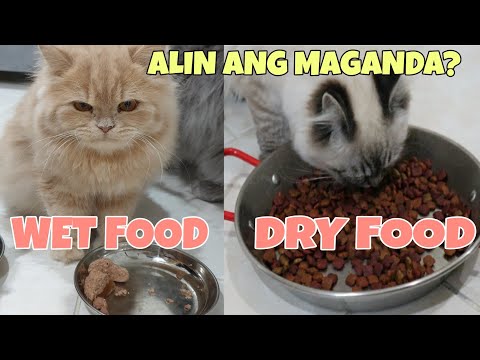Ano ang dapat ipakain sa pusa cat wet food o cat dry food | Should cats eat wet or dry food