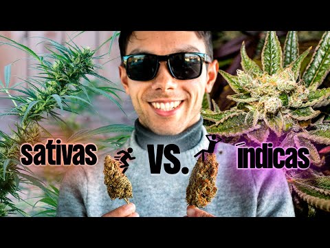 The real differences between sativas and indica